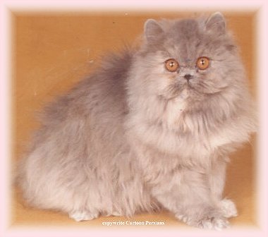 Cats And Kittens Cartoon. persian cats and kittens