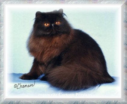Persians Cats Kittens for sale