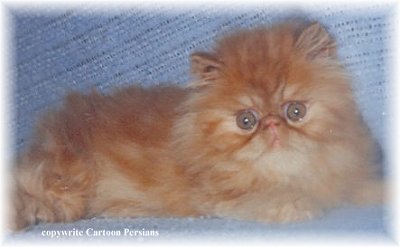 persian kittens for sale