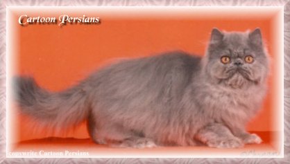 blue persian cat